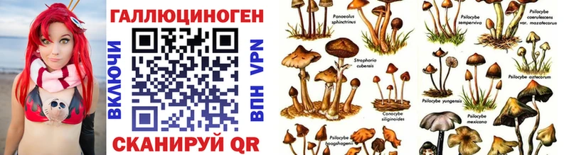 Псилоцибиновые грибы Psilocybe Приволжск